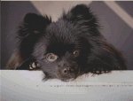 (image for) Spike - Black Pomeranian